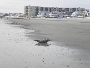 longport 32nd street #1 seal banana