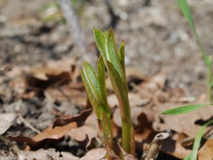 commonmilkweed2