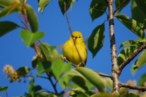 Yellow Warbler--Female