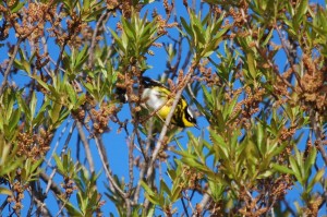 Magnolia Warbler