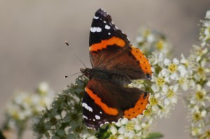 Red Admiral Butterfly