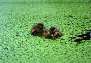 ducklings5small