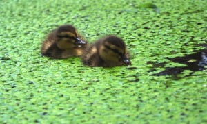 ducklings6small