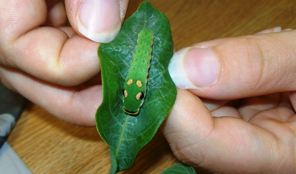 spice bush caterpillar